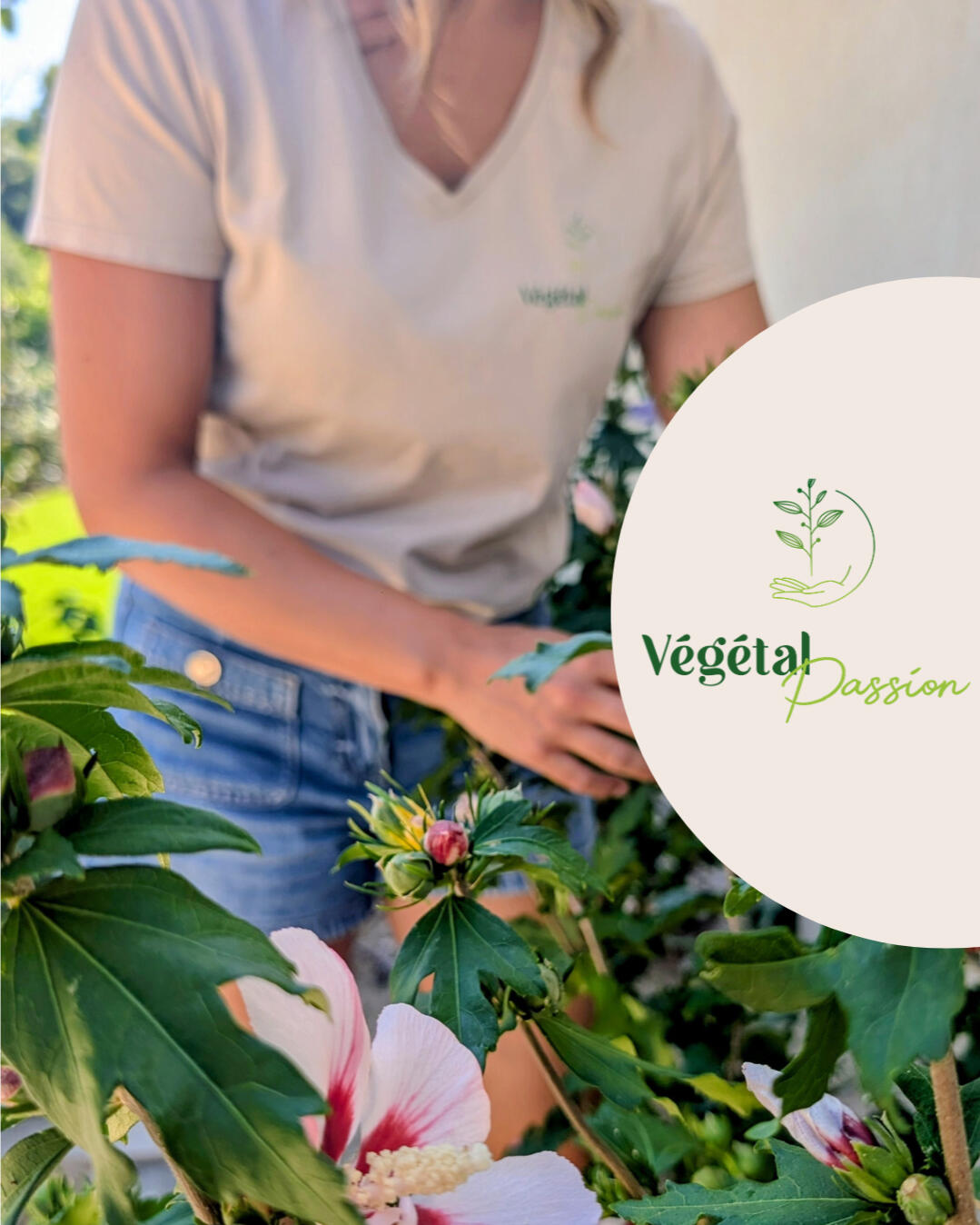 Végétal Passion - par Julie Liger - Conseil, sélection et Vente de végétaux dans le Golde de Saint-Tropez Julie Liger Pépinière Cogolin