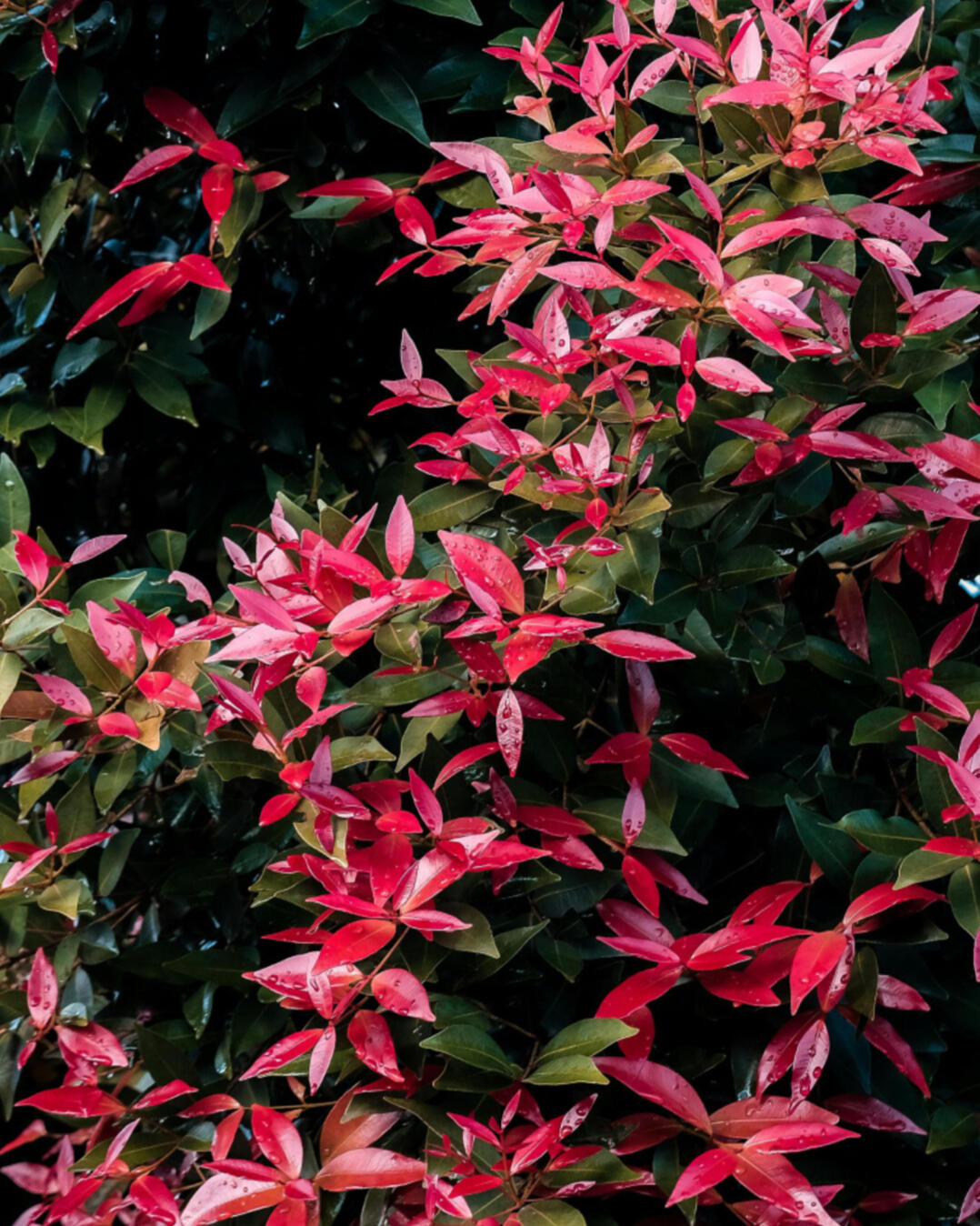 Bras droit des entreprises société du Paysage - Végétal Passion 83 - Cogolin - Pépinière