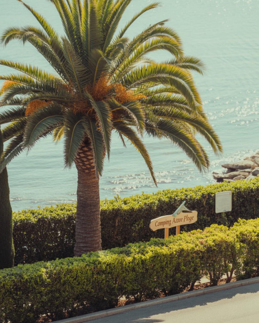 Partenaire de confiance Établissements touristiques - hôtel - camping - Végétal Passion 83 - Cogolin - Pépinière